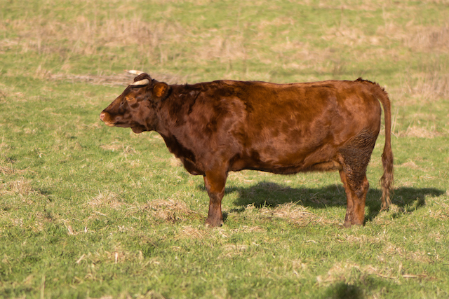 miniature-cattle